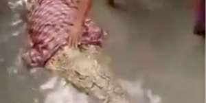 Viral Buaya Terdampar di Pantai, Disebut Cari Saudara Kembar