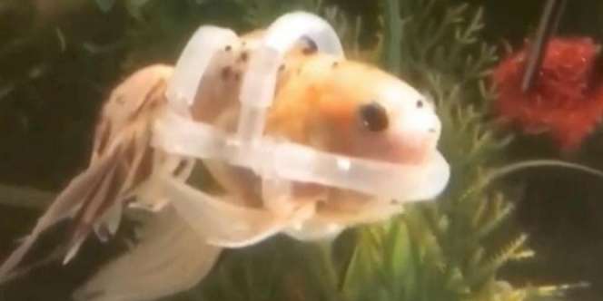 Pecinta Hewan Sejati! Ikan Mas Dibuatkan Pelampung Karena Tak Bisa Berenang
