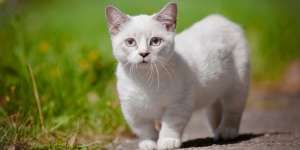 5 Mitos Kucing Munchkin, dari Kelainan Genetik Hingga Sulit Lari