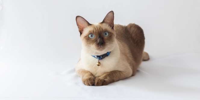 Dikenal Super Aktif, Ini 5 Alasan Kucing Siammu Jadi Doyan Rebahan