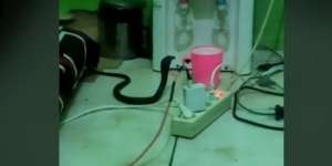 Ngeri! Ular Kobra Masuk Kamar Kos Saat Penghuni Tertidur Lelap