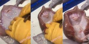Viral Video Ikan Pari Digelitik, Malah Senyum-Senyum Bikin Gemes