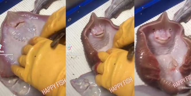 Viral Video Ikan Pari Digelitik, Malah Senyum-Senyum Bikin Gemes
