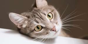 Kumis Kucing Rontok itu Normal, Asal…