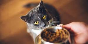Wajib Tahu, Ini Pentingnya Sediakan Makanan Kucing dengan Omega 3