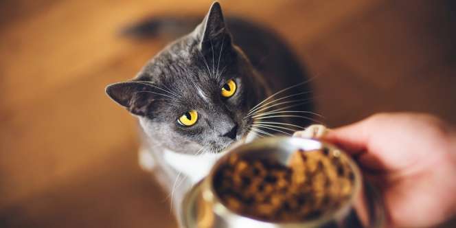 Wajib Tahu, Ini Pentingnya Sediakan Makanan Kucing dengan Omega 3