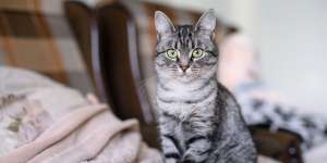 Terpesona 7 Ras Kucing Berbulu Abu-Abu Terindah di Dunia