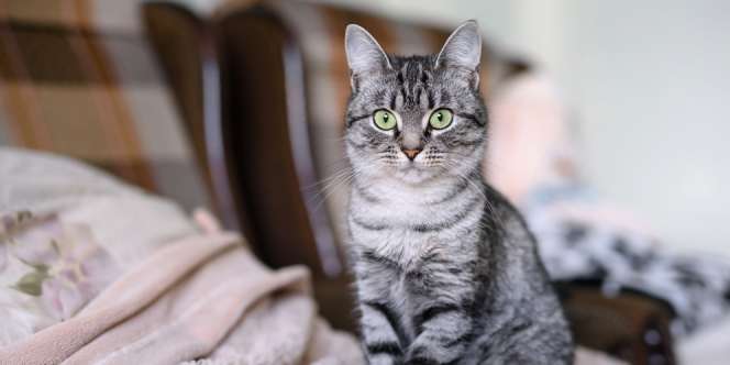 Terpesona 7 Ras Kucing Berbulu Abu-Abu Terindah di Dunia