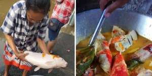 Ikan Koi Dibikin Gulai, Warganet Ikut Nyesek