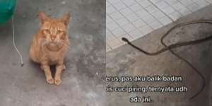 Sering Dikasih Makan, Kucing Liar Selamatkan Gadis Ini dari Ular