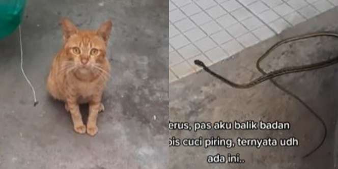 Sering Dikasih Makan, Kucing Liar Selamatkan Gadis Ini dari Ular
