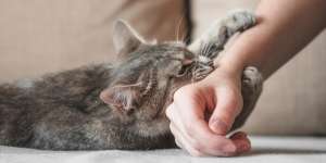 Mendadak Galak, Ini Penyebab Kucing Tiba-Tiba Menyerangmu