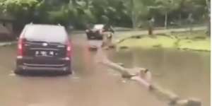 Viral Pengunjung Taman Safari Lempar Botol Plastik ke Mulut Kuda Nil