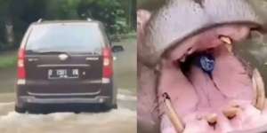 Begini Kondisi Kuda Nil Taman Safari yang Diberi Makan Plastik oleh Pengunjung
