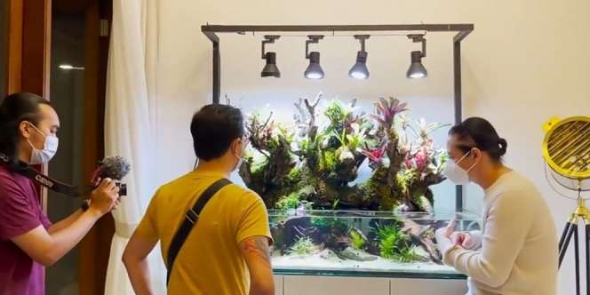 Deretan Akuarium Mewah Selebriti, Milik Inul Paling Fantastis