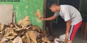 Prihatin, Remaja Lelaki Jual Daun Kering Rp400/Kg Demi Bertahan Sekolah