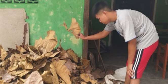 Prihatin, Remaja Lelaki Jual Daun Kering Rp400/Kg Demi Bertahan Sekolah