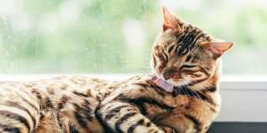 Mengulik Alasan di Balik Kebiasaan Grooming Kucing Setelah Makan