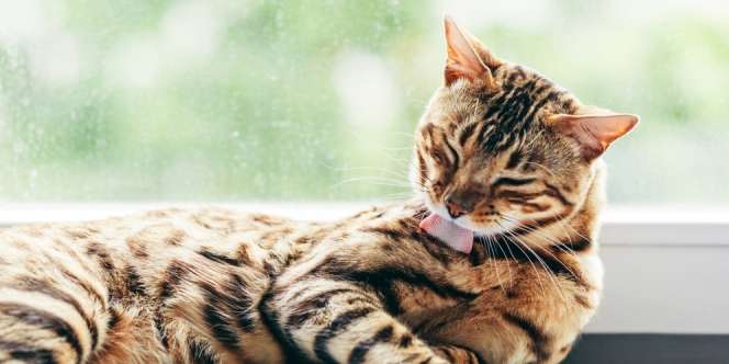 Mengulik Alasan di Balik Kebiasaan Grooming Kucing Setelah Makan