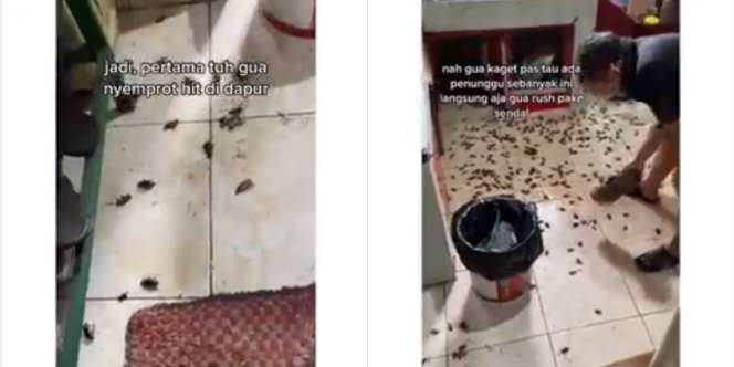 Viral! Ratusan Kecoa Penuhi Dapur, Warganet Merinding