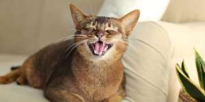 Kucing Mengeong Setelah Makan, Ini Ragam Penyebabnya!
