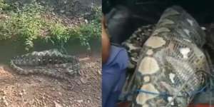 Geger Ular Piton 7 Meter di Aceh Tak Bisa Gerak Usai Telan Bulat-Bulat Anak Sapi