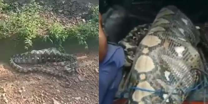 Geger Ular Piton 7 Meter di Aceh Tak Bisa Gerak Usai Telan Bulat-Bulat Anak Sapi