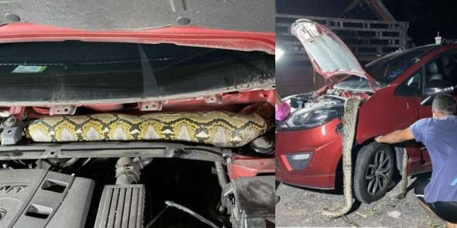 Mobil Bau Busuk Menyengat, Ternyata Jadi Sarang Ular Piton Raksasa