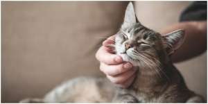 Mendadak Berubah, Ini 5 Perilaku Kucing yang Wajib Diperhatikan
