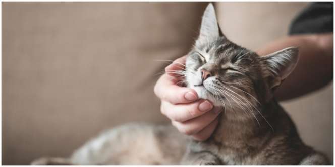 Mendadak Berubah, Ini 5 Perilaku Kucing yang Wajib Diperhatikan