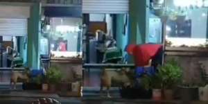 Kisah Menyentuh Wanita Berjilbab Setiap Hari Kasih Makan Anjing Kelaparan