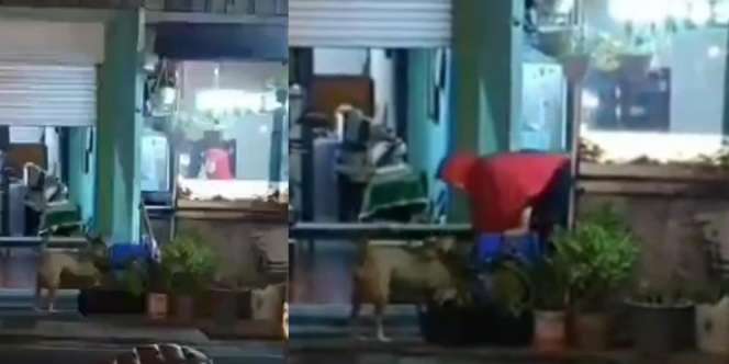 Kisah Menyentuh Wanita Berjilbab Setiap Hari Kasih Makan Anjing Kelaparan