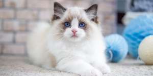 Kelakuannya Mirip Anjing, Ini 5 Cara Seru Main Bareng Kucing Ragdoll