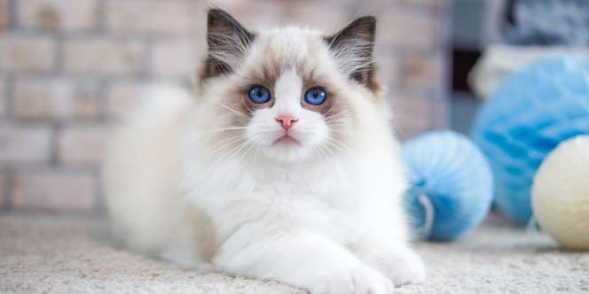 Kelakuannya Mirip Anjing, Ini 5 Cara Seru Main Bareng Kucing Ragdoll