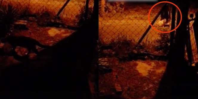 Jam 1 Pagi Cari Kucing Hilang, Malah Ketemu Sosok yang Bikin Jantungan