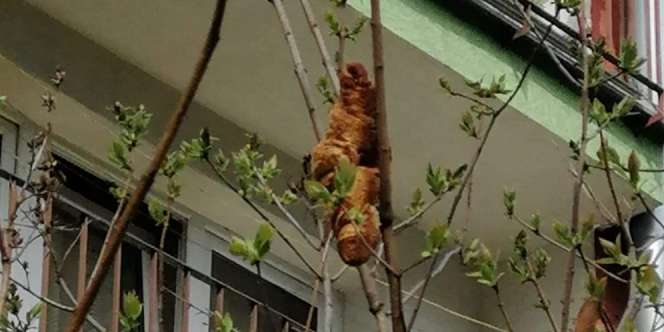 Bikin Panik! Dikira Ada Hewan Aneh di Pohon, Ternyata Cuma Ini