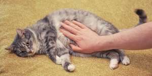 Bikin Salah Paham, Ternyata Perut Kucing yang Kendor Bukan Pertanda Kurus