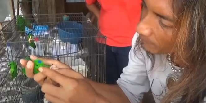 Apes! Gagal Review Burung Serindit Gara-gara Ini