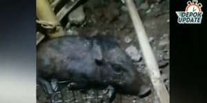 Viral Babi Hitam Tertangkap di Sawangan Depok, Warga Yakini Cium Bau Menyan