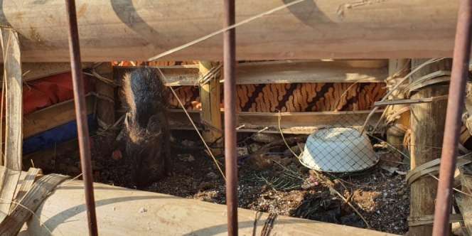 2 Orang Mengaku Keluarga Babi Ngepet di Depok, Mau Ambil Jenazah Jika Berubah