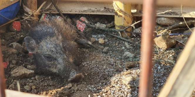 3 Orang Dicurigai Terkait Babi Ngepet di Sawangan Depok, 1 Orang Hilang