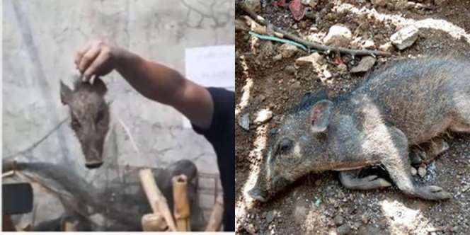 Ciri-Ciri Babi Ngepet, Wawali Depok Akui Banyak Warganya Percaya Hal Mistis