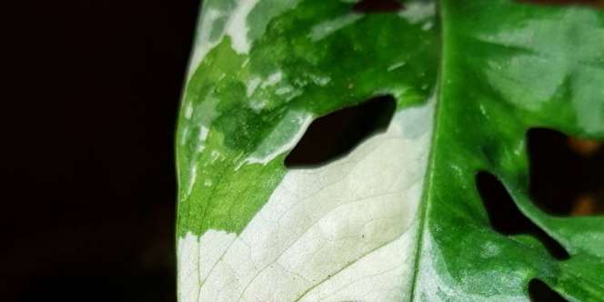 Warna Daun Langka, Janda Bolong Laku Terjual Rp31 Juta