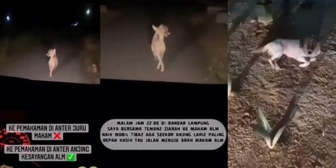 Dipelihara Sejak Kecil, Anjing Setia Ini Antar Peziarah ke Makam Tuannya