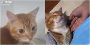 Majikannya Meninggal, Kucing Ini Menangis dan Termenung di Kuburan