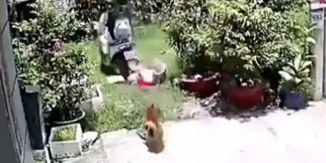 Panik Dikejar Anjing, Dua Wanita Lepas Kendali hingga Tabrak Pohon