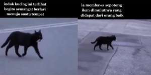 Seram dan Sering Dianggap Pembawa Sial, Kucing Hitam Ini Ajarkan Arti Ikhlas