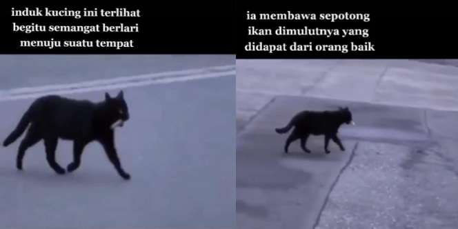 Seram dan Sering Dianggap Pembawa Sial, Kucing Hitam Ini Ajarkan Arti Ikhlas