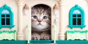 Hati-Hati, 5 Area di Rumah Ini Bisa Bikin Kucing Terjebak dan Sulit Keluar