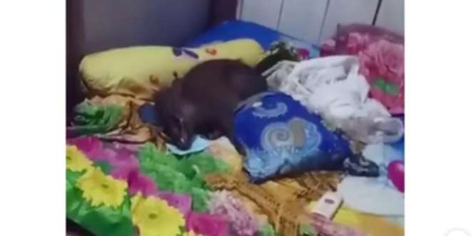 Heboh! Diduga Babi Ngepet Santuy Rebahan di Kasur Warga